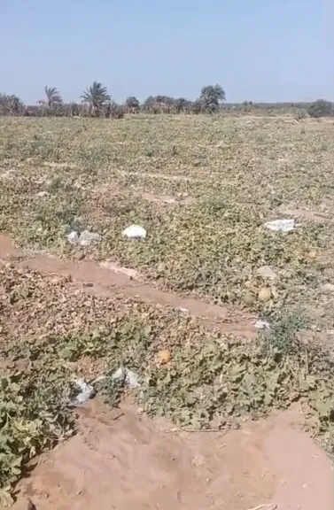 بالفيديو.. كارثة زراعية في أسوان بسبب غياب مياه الري خلال العيد والمزارعون يدفعون الثمن