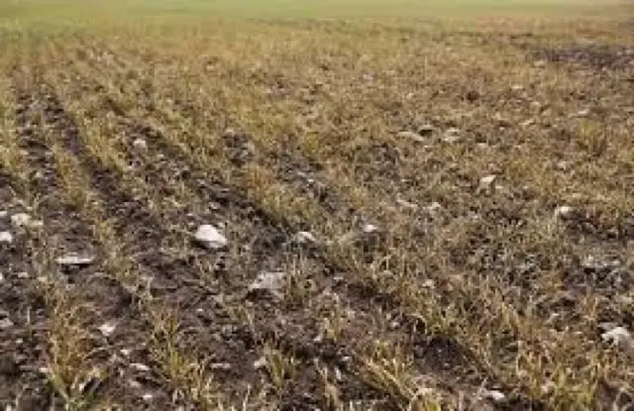 بالفيديو.. كارثة زراعية في أسوان بسبب غياب مياه الري خلال العيد والمزارعون يدفعون الثمن