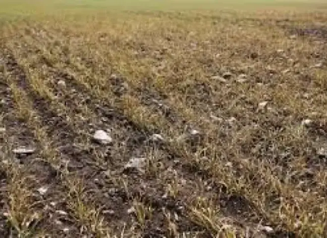 بالفيديو.. كارثة زراعية في أسوان بسبب غياب مياه الري خلال العيد والمزارعون يدفعون الثمن