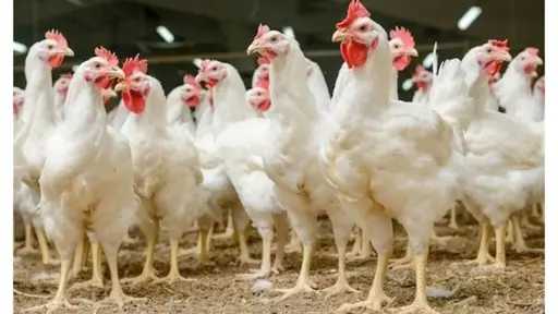 أسعار الفراخ في مصر اليوم الإثنين 23 - 3 - 2026