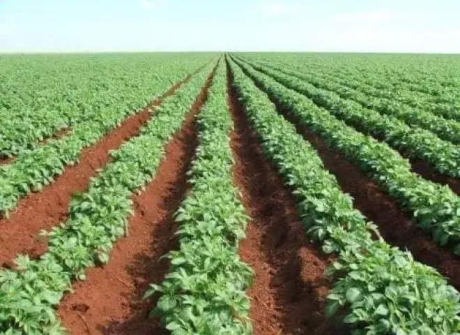 وكيل زراعة المنيا يكشف تفاصيل موسم زراعة البطاطس الصيفي