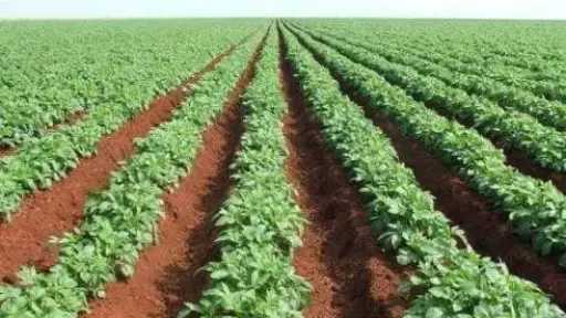 وكيل زراعة المنيا يكشف تفاصيل موسم زراعة البطاطس الصيفي