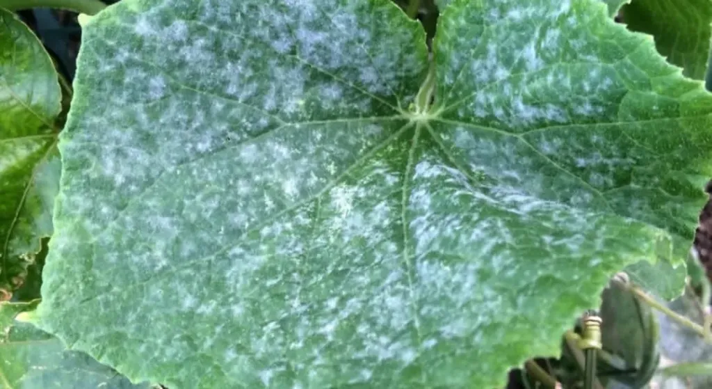 البياض الدقيقي يتسبب في تراجع إنتاج بنجر السكر