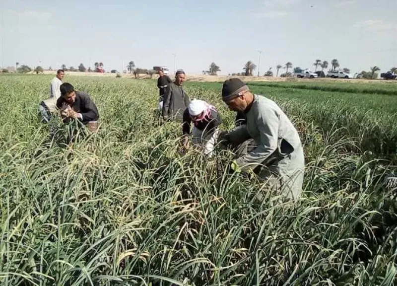 تأثير حرب إيران على الزراعة واستراتيجية التصنيع الغذائي في مصر