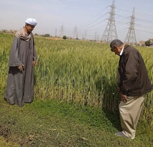 توصيات عاجلة للمزارعين لحماية محصول القمح