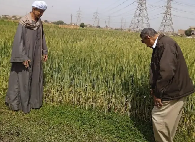 توصيات عاجلة للمزارعين لحماية محصول القمح