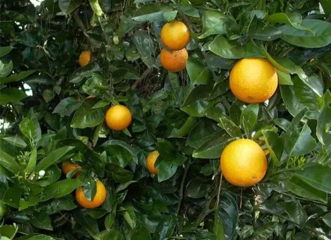 صادرات جنوب أفريقيا الزراعية تقفز إلى 14.2 مليار دولار