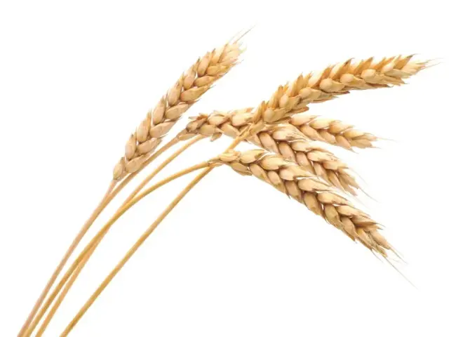 تراجع إنتاج القمح في البرازيل لأدنى مستوى منذ 5 سنوات