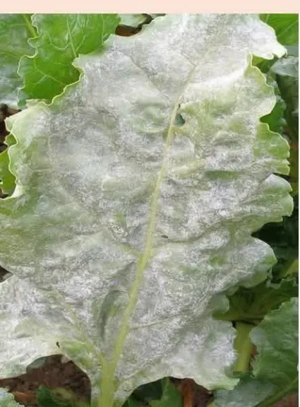 خطورة البياض الدقيقي على بنجر السكر في مارس وأبريل.. خسائر تتعدى ٣٠%