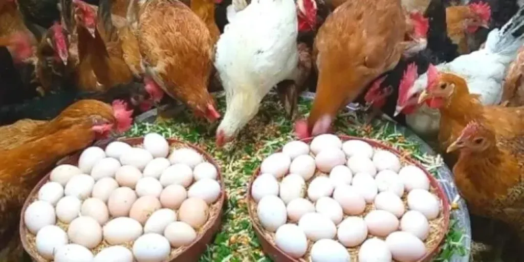 رئيس اتحاد الدواجن: تراجع أسعار الدواجن والبيض 5 جنيهات بعد العيد