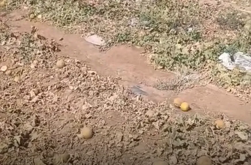 ”الكهرباء” و”الري”: إهمال مضاد لجهود الدولة في سد فجوة الغذاء