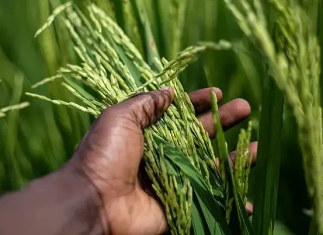 الأرز الخالد: ابتكار جيني يسمح بالنمو من الجذور بدون حرث أو زراعة