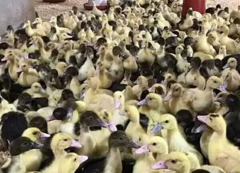 الزراعة تعلن توزيع بط «المسكوفي» و«الستار بيور».. تعرف على طرق الحجز