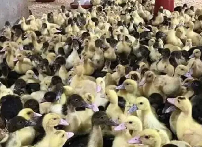 الزراعة تعلن توزيع بط «المسكوفي» و«الستار بيور».. تعرف على طرق الحجز