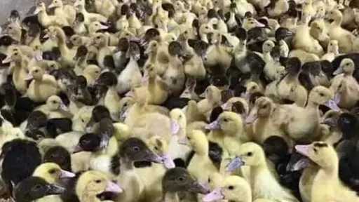 الزراعة تعلن توزيع بط «المسكوفي» و«الستار بيور».. تعرف على طرق الحجز