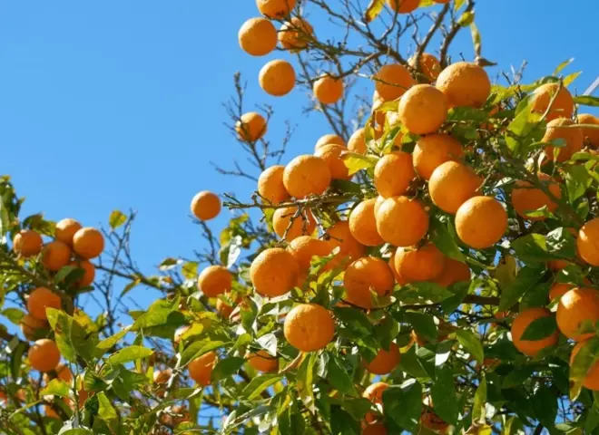 صادرات البرتقال المصري تكتسح الأسواق العالمية وتتجاوز 2.2 مليون طن