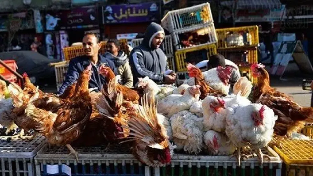 أسعار الفراخ في مصر اليوم الأربعاء 25 - 3 - 2026