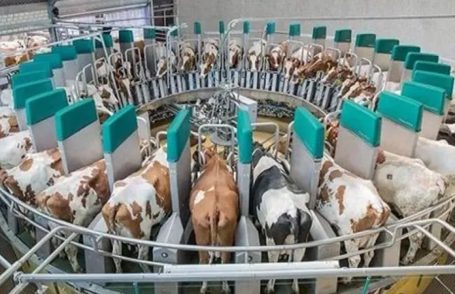 الإنتاج الحيواني: التمويل الميسر يدعم نمو القطاع الزراعي في مصر