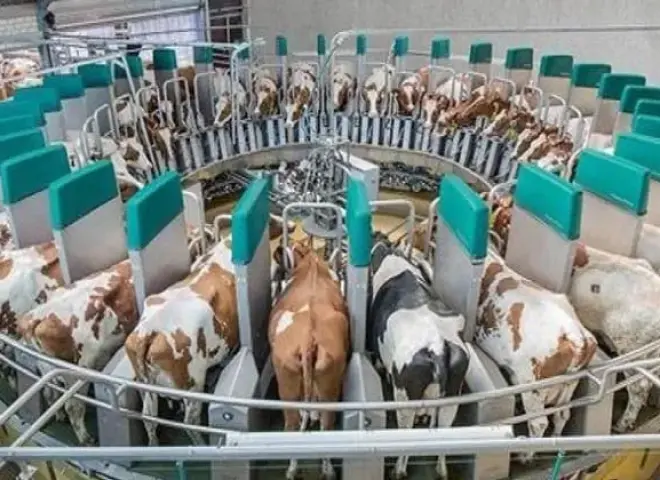 الإنتاج الحيواني: التمويل الميسر يدعم نمو القطاع الزراعي في مصر