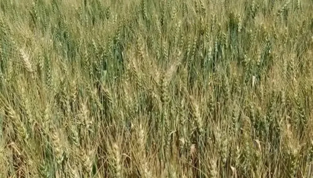 مركز المناخ: تحذيرات عاجلة للمزارعين من مخاطر الرياح على القمح