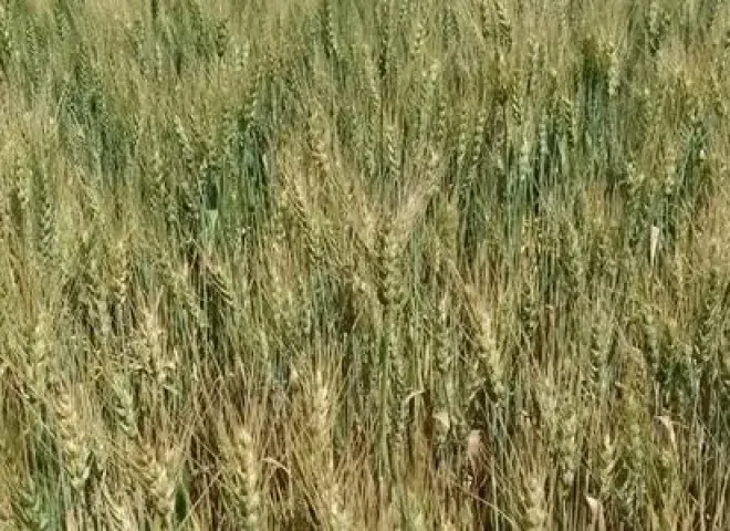 مركز المناخ: تحذيرات عاجلة للمزارعين من مخاطر الرياح على القمح