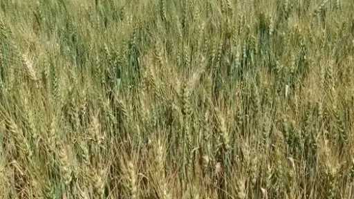 مركز المناخ: تحذيرات عاجلة للمزارعين من مخاطر الرياح على القمح