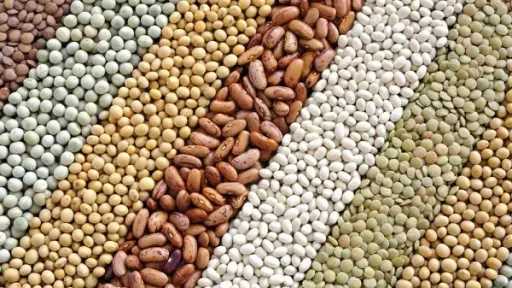 ارتفاع أسعار التقاوي الصيفية بنسبة تصل إلى 25%