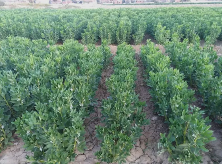 إجراءات وقائية لتفادي الخسائر الزراعية لمحصول الفول بسبب التقلبات الجوية