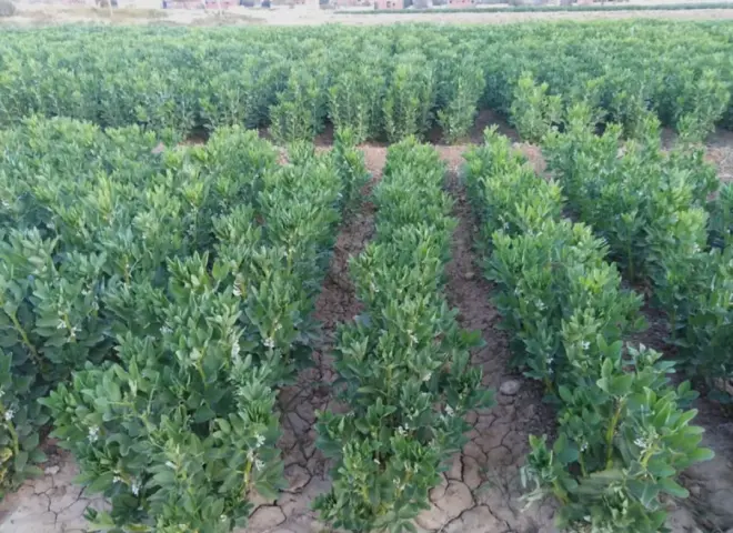 إجراءات وقائية لتفادي الخسائر الزراعية لمحصول الفول بسبب التقلبات الجوية