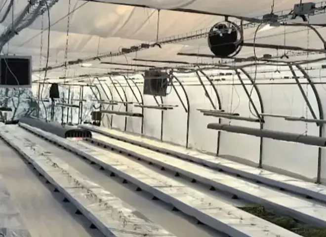 أوكرانيا تختبر تقنية يابانية لزراعة الخضروات بدون تربة