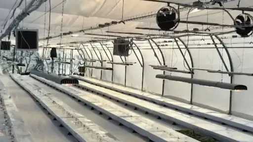 أوكرانيا تختبر تقنية يابانية لزراعة الخضروات بدون تربة