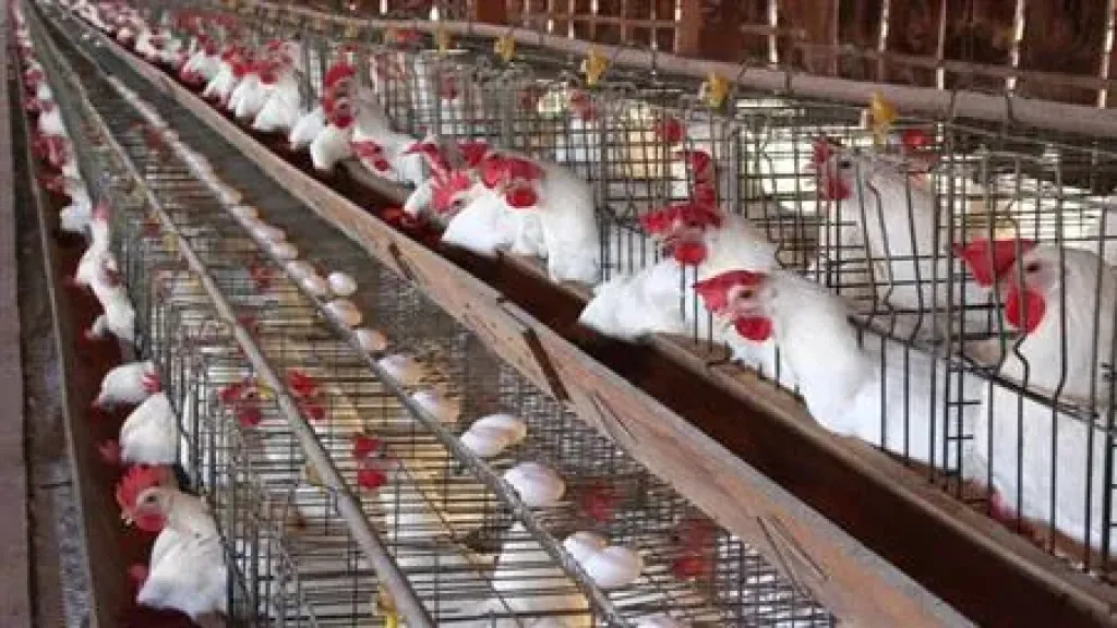 الإنتاج الحيواني: 20 مليون جنيه لتطوير سلالة الدواجن طنطا 1