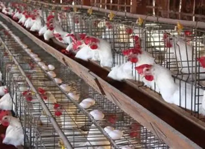 الإنتاج الحيواني: 20 مليون جنيه لتطوير سلالة الدواجن طنطا 1