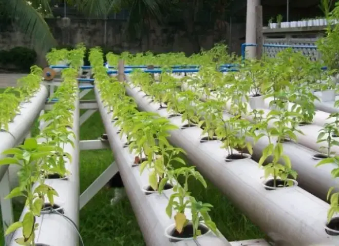 خبيرة زراعية: تقنيات الهيدروبونيك تقود ثورة الإنتاج الزراعي