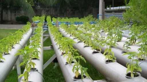 خبيرة زراعية: تقنيات الهيدروبونيك تقود ثورة الإنتاج الزراعي