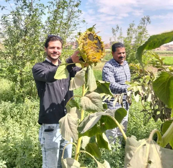 زراعة سوهاج تحذر: الحشد الخريفية تهدد القمح والذرة