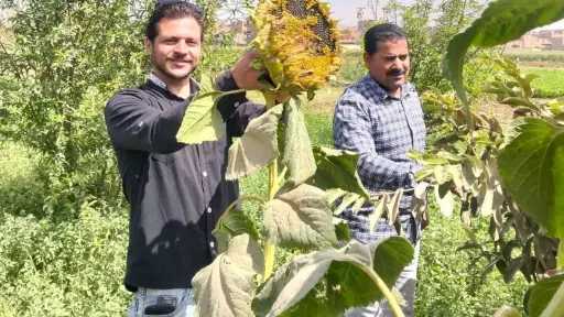 زراعة سوهاج تحذر: الحشد الخريفية تهدد القمح والذرة