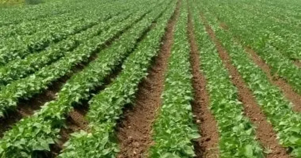 وكيل زراعة المنوفية: زراعة نحو 15 ألف فدان بمحصول الفاصوليا