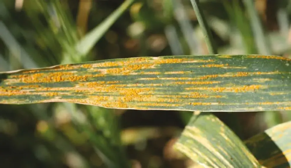 مع تقلبات الجو.. كيف تواجه ”أصداء القمح” في الزراعات المتأخرة ؟