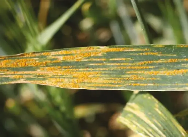 مع تقلبات الجو.. كيف تواجه ”أصداء القمح” في الزراعات المتأخرة ؟