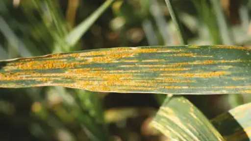 مع تقلبات الجو.. كيف تواجه ”أصداء القمح” في الزراعات المتأخرة ؟