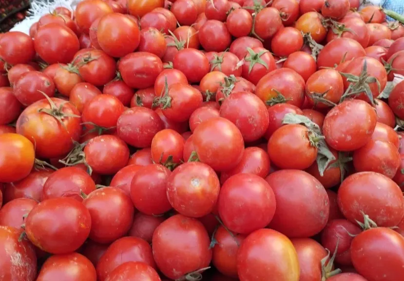 استمرار ارتفاع أسعار الطماطم.. أزمة مؤقتة تنتظر انفراجة قريبة