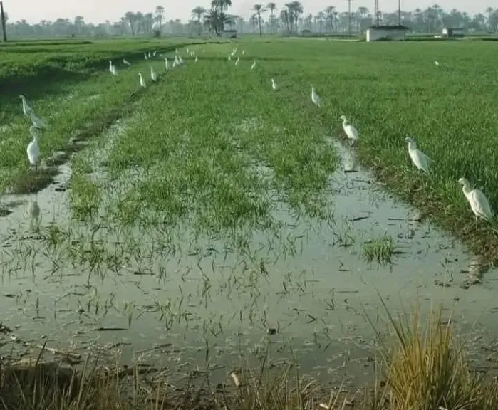 مركز المناخ يقدم نصائح ذهبية لإنقاذ المحاصيل الزراعية