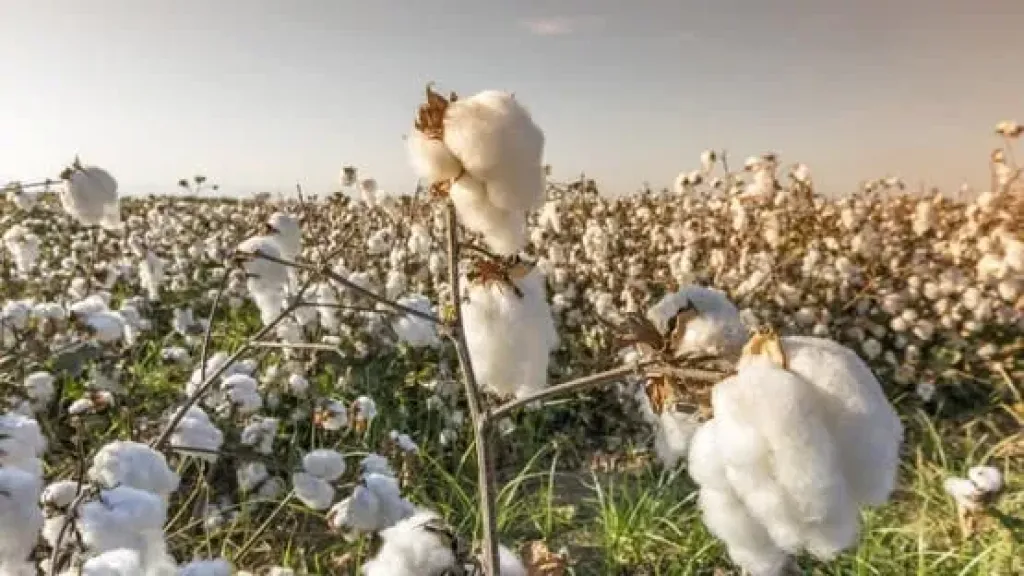 منتجو الأقطان: ندوات مكثفة لدعم المزارعين واستهداف زراعة 250 ألف فدان