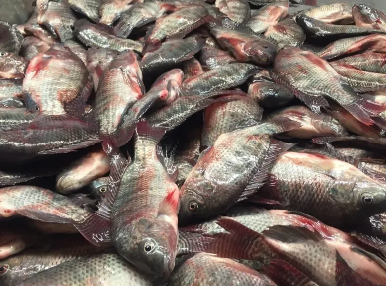 أسعار الأسماك في سوق العبور اليوم الجمعة 27 مارس 2026