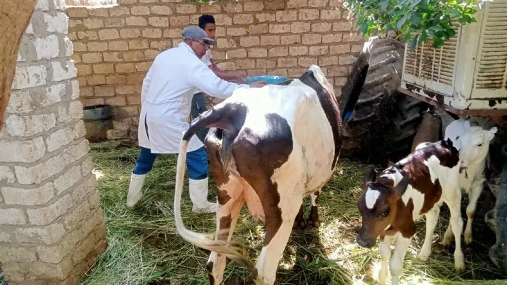 تعرف على موعد بدء حملة تحصين الماشية بالإسماعيلية