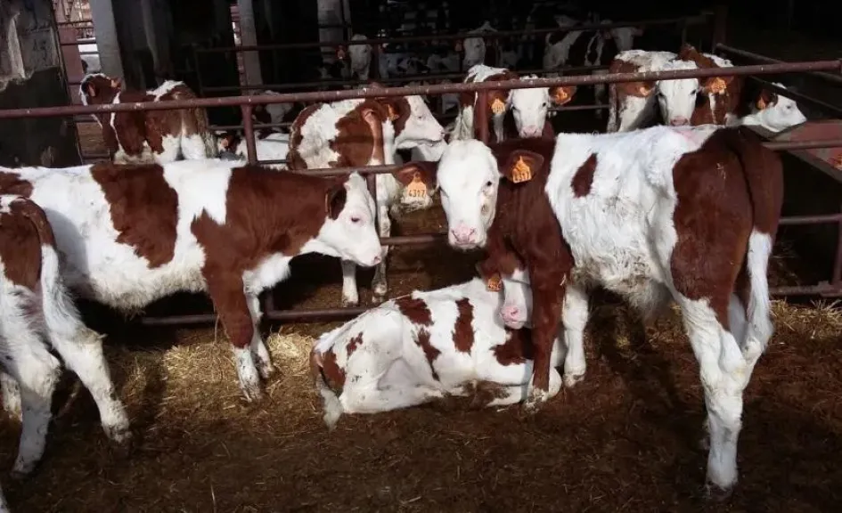 شروط دخول الحيوانات المستوردة وفق قانون الزراعة الجديد