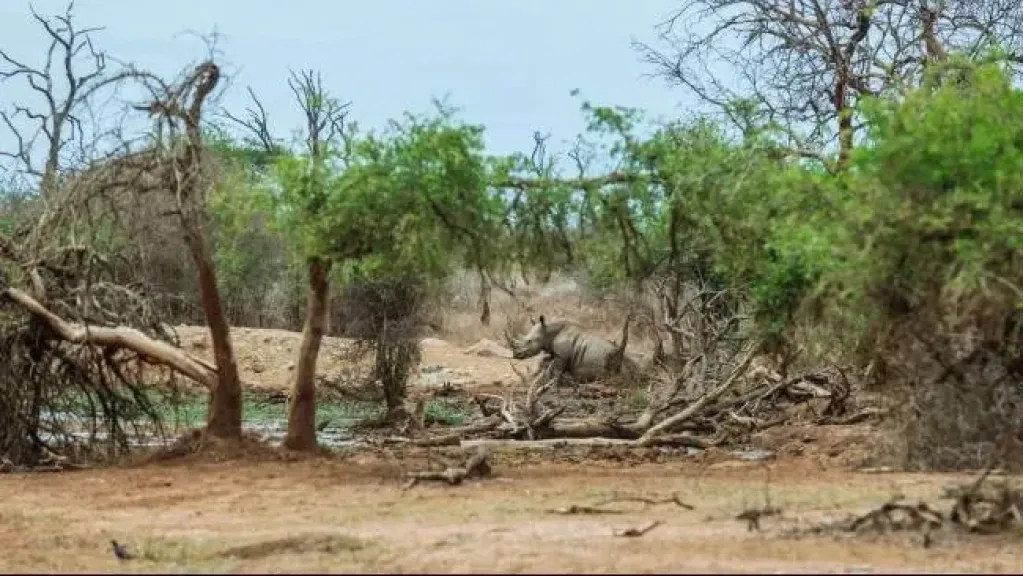في مواجهة إل نينيو جودزيلا.. إندونيسيا ترفع احتياطي الأرز بنسبة 78%