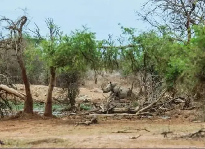 في مواجهة إل نينيو جودزيلا.. إندونيسيا ترفع احتياطي الأرز بنسبة 78%