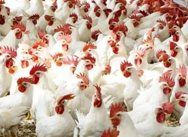 شعبة الدواجن: انخفاض الأسعار 30% بعد رمضان.. ودعوات لإنشاء مخازن حكومية